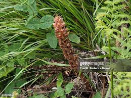 Attēlu rezultāti vaicājumam “Neottia nidus-avis fruit”