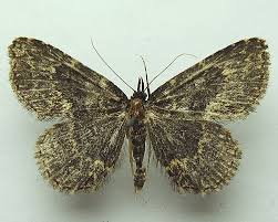 Attēlu rezultāti vaicājumam “Parascotia fuliginaria”