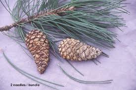 Attēlu rezultāti vaicājumam “Pinus nigra”