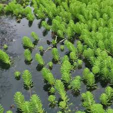 「粉綠狐尾藻」的圖片搜尋結果