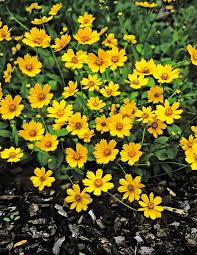 Image result for Coreopsis