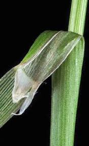 Attēlu rezultāti vaicājumam “Stemonitopsis aequalis (var. aequalis)”