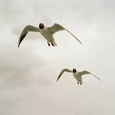 Attēlu rezultāti vaicājumam “Larus ridibundus”