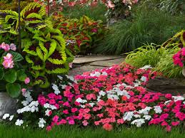 Image result for Impatiens walleriana