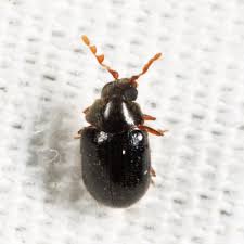 Attēlu rezultāti vaicājumam “Ptinus sp. male”