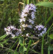 Attēlu rezultāti vaicājumam “Mentha x piperita leaf”