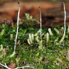 Attēlu rezultāti vaicājumam “Tritomaria exsectiformis”