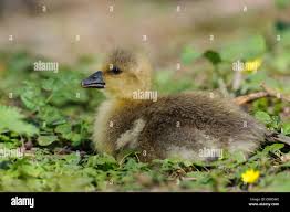 Attēlu rezultāti vaicājumam “Anser anser juvenile”