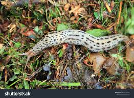 Attēlu rezultāti vaicājumam “Limax maximus”