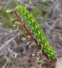 Attēlu rezultāti vaicājumam “Anacampsis blatariella”