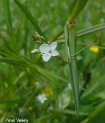 Attēlu rezultāti vaicājumam “Veronica scutellata leaf”