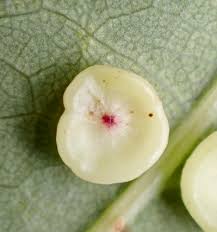 Attēlu rezultāti vaicājumam “Neuroterus albipes”