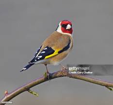Attēlu rezultāti vaicājumam “Carduelis carduelis”
