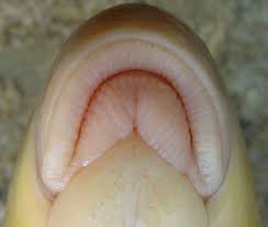 Image result for Moxostoma erythrurum