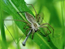 Attēlu rezultāti vaicājumam “Pisauridae”