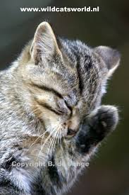 Attēlu rezultāti vaicājumam “Felis silvestris catus juvenile”