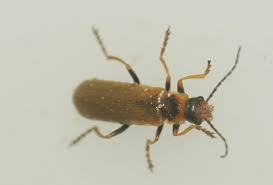 Attēlu rezultāti vaicājumam “Cantharis figurata”