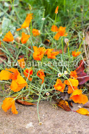 Attēlu rezultāti vaicājumam “Eschscholzia californica fruit”