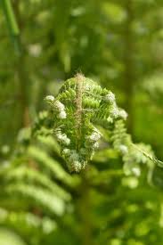 Attēlu rezultāti vaicājumam “Polystichum aculeatum”