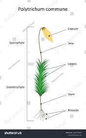 Attēlu rezultāti vaicājumam “Polytrichum commune sporophyte”