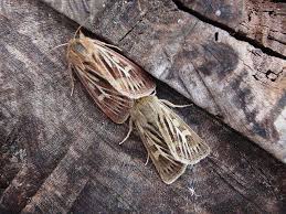 Attēlu rezultāti vaicājumam “Cerapteryx graminis”