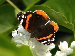 Attēlu rezultāti vaicājumam “Vanessa atalanta upperside”