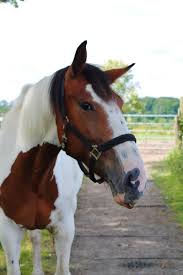 Image result for Palmers Riding Stables