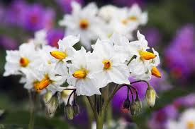 Attēlu rezultāti vaicājumam “Solanum tuberosum flower”