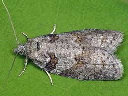 Attēlu rezultāti vaicājumam “Eana incanana”