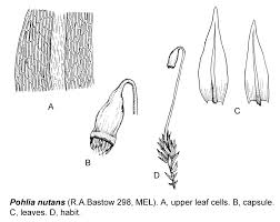 Attēlu rezultāti vaicājumam “Pohlia cruda sporophyte”