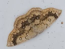 Attēlu rezultāti vaicājumam “Cyclophora annularia”