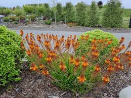 Image result for Alonsoa liniflora