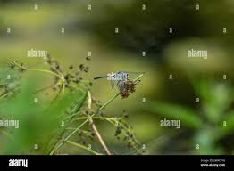 Attēlu rezultāti vaicājumam “Leucorrhinia albifrons”