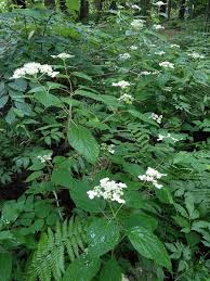Attēlu rezultāti vaicājumam “Hydrangea arborescens subsp. discolor flower”