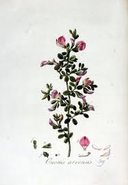 Attēlu rezultāti vaicājumam “Ononis arvensis”