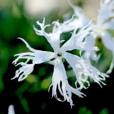 Attēlu rezultāti vaicājumam “Dianthus arenarius”