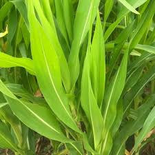 Attēlu rezultāti vaicājumam “Zea mays leaf”