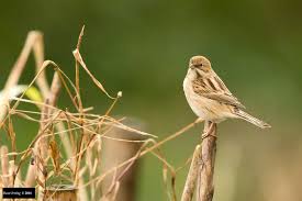 Image result for Emberiza pallasi