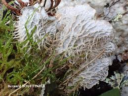 Attēlu rezultāti vaicājumam “Peltigera”