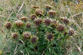 Attēlu rezultāti vaicājumam “Carlina vulgaris”
