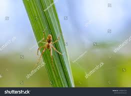 Attēlu rezultāti vaicājumam “Metellina merianae”