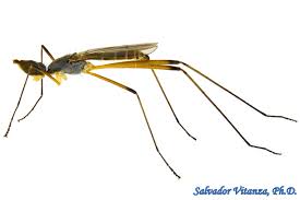 Attēlu rezultāti vaicājumam “Micropezidae”