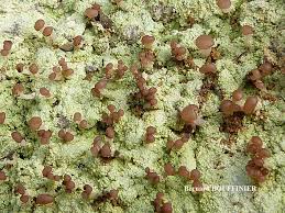 Attēlu rezultāti vaicājumam “Baeomyces rufus”