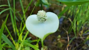 Attēlu rezultāti vaicājumam “Calla palustris flower”