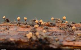 Attēlu rezultāti vaicājumam “Physarum luteolum macro”