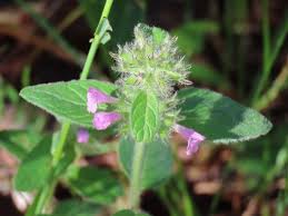 Attēlu rezultāti vaicājumam “Clinopodium vulgare leaf”