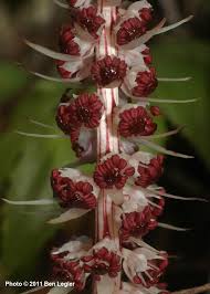 Attēlu rezultāti vaicājumam “Comatricha alta stalked”