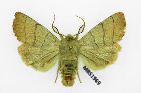 Attēlu rezultāti vaicājumam “Charanyca trigrammica”