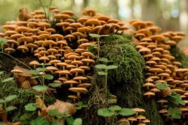 Attēlu rezultāti vaicājumam “Armillaria mellea”