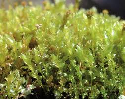 Attēlu rezultāti vaicājumam “Tetraphis pellucida sporophyte”